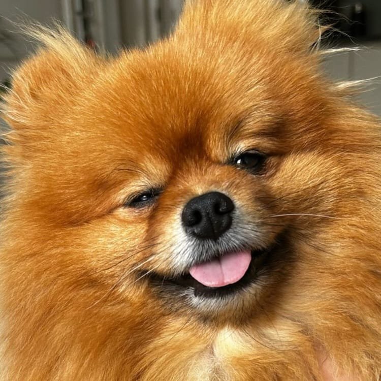 Winnie de Pomeranian